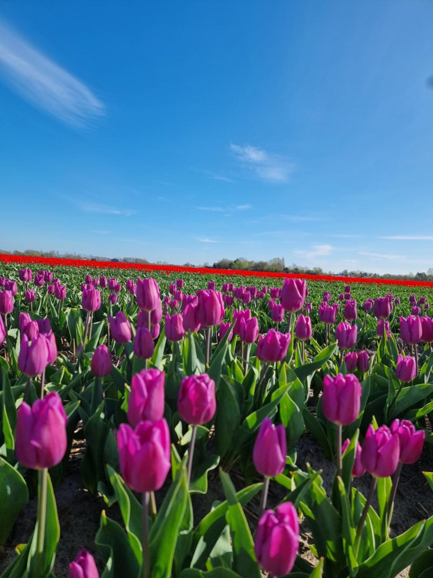 Vila Zeezuid Egmond aan Zee Exteriér fotografie